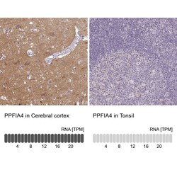 PPFIA4 Antibody, Novus Biologicals:Antibodies:Primary Antibodies
